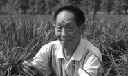 杂交水稻之父袁隆平逝世