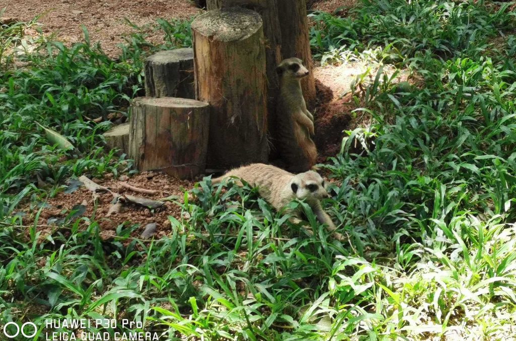 深圳野生动物园-第2张图片