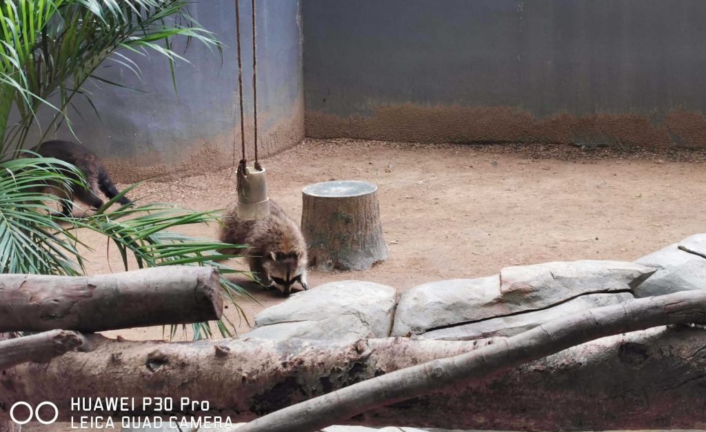 深圳野生动物园-第1张图片